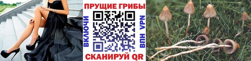 Псилоцибиновые грибы Cubensis Белоозёрский